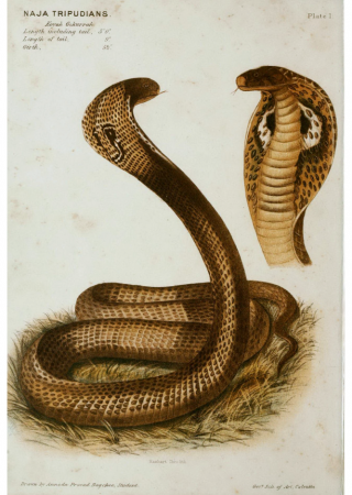 Indian Cobra | Poisonous Nature